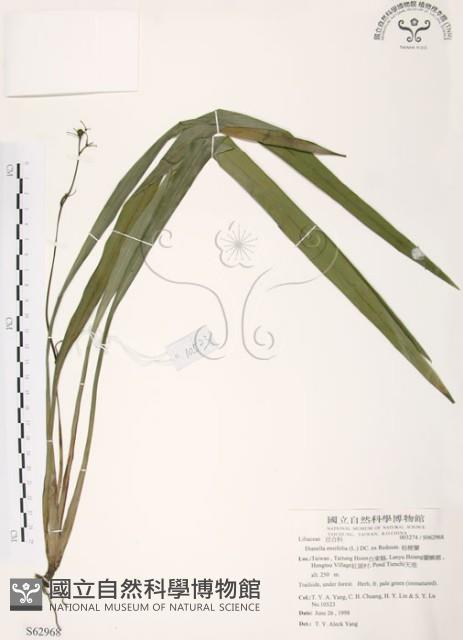 桔梗蘭藏品圖，第1張