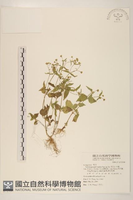 粗毛小米菊藏品圖，第1張