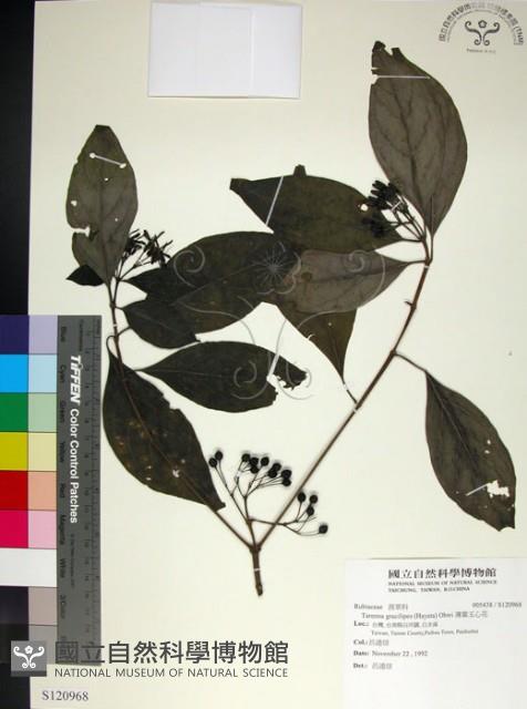 薄葉玉心花藏品圖，第1張