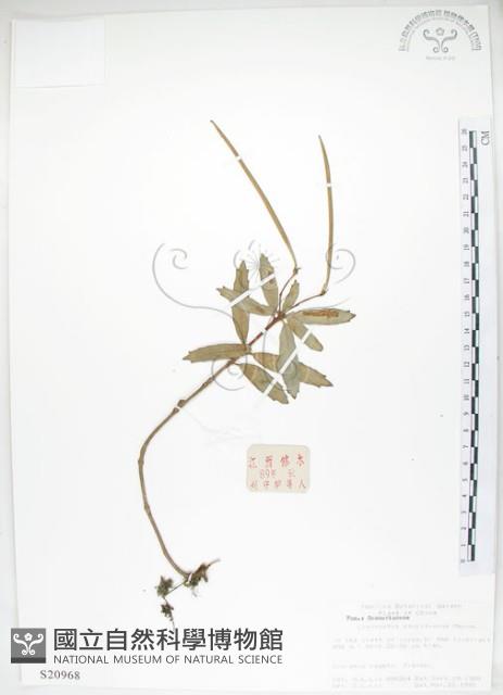 石吊蘭、吊石苣苔藏品圖，第1張