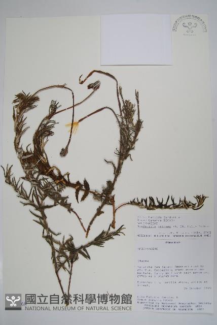 登錄號:S100968藏品圖，第1張