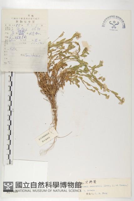 西藏菥蓂藏品圖，第1張