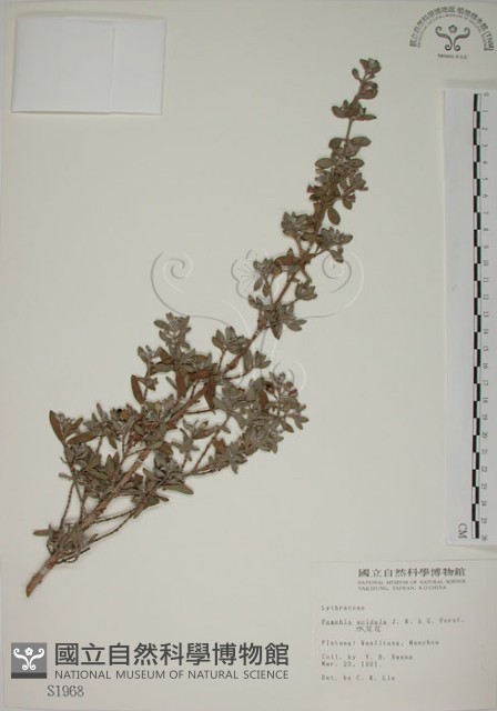 水芫花藏品圖，第1張
