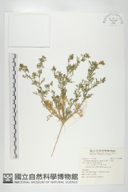 臭濱芥、臭薺藏品圖，第1張