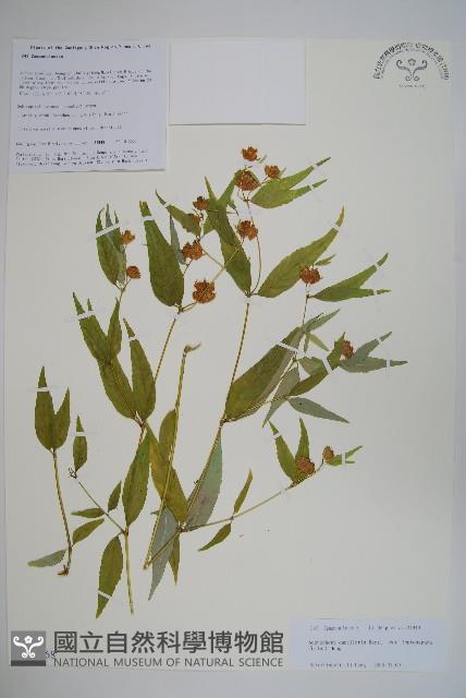 細萼沙參藏品圖，第1張