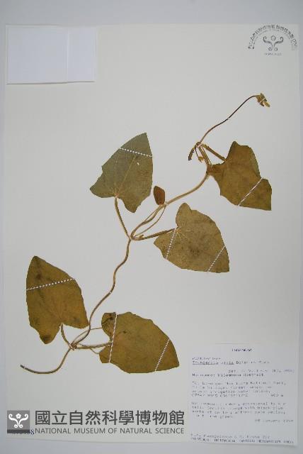 黑眼花藏品圖，第1張