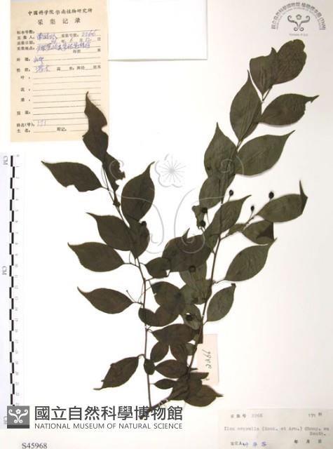 燈稱花、烏雞骨藏品圖，第1張