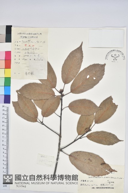 青剛櫟、鐵椆藏品圖，第1張