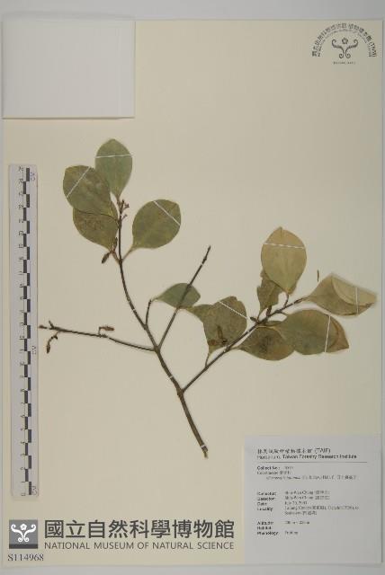 日本賽衛矛、日本假衛矛藏品圖，第1張