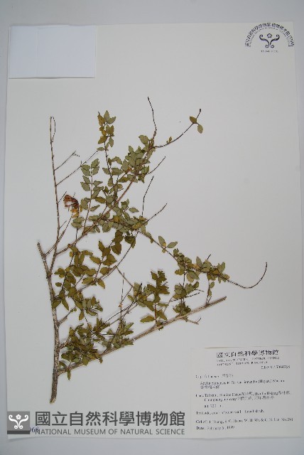 臺灣糯米條藏品圖，第1張