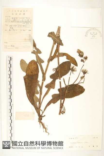 苦苣菜藏品圖，第1張