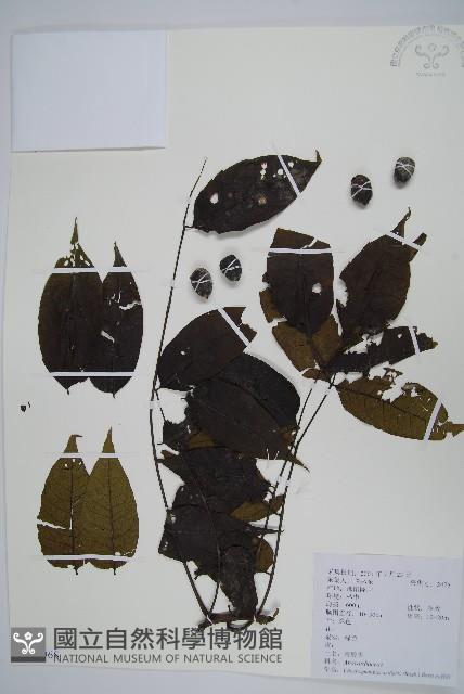 南酸棗藏品圖，第1張