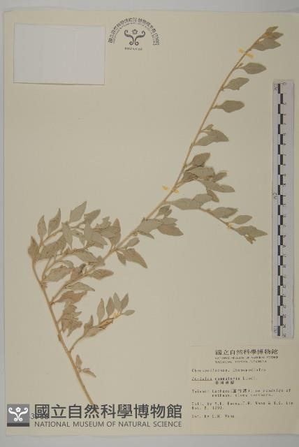 臺灣濱藜藏品圖，第1張