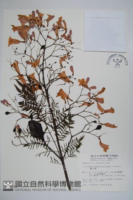 藍花楹藏品圖，第1張