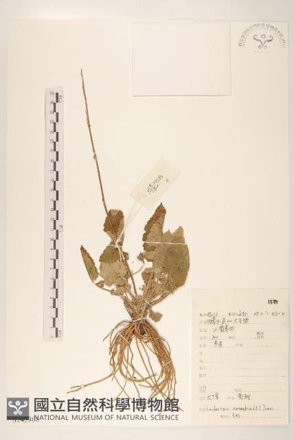 大丁草藏品圖，第1張