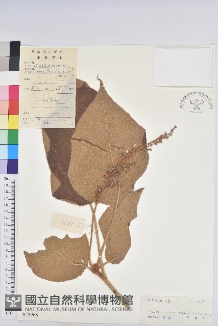 毛桐藏品圖，第1張