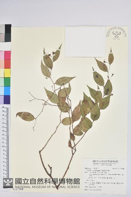 白珠樹藏品圖，第1張