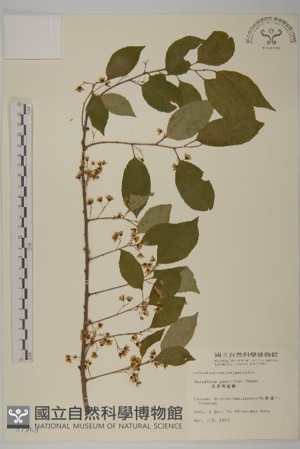 Christmas oriental bitter sweet Collection Image, Figure 1, Total 2 Figures