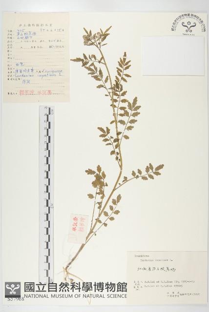 水花菜藏品圖，第1張