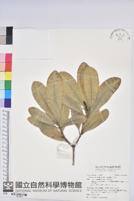 蘭嶼土沉香藏品圖，第1張