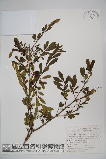 四川忍冬藏品圖，第1張