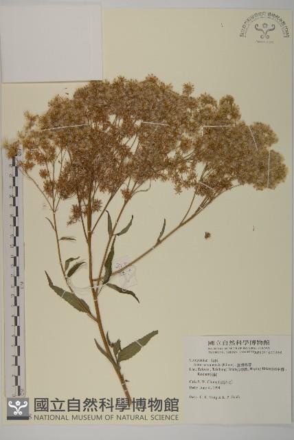 臺灣馬蘭藏品圖，第1張