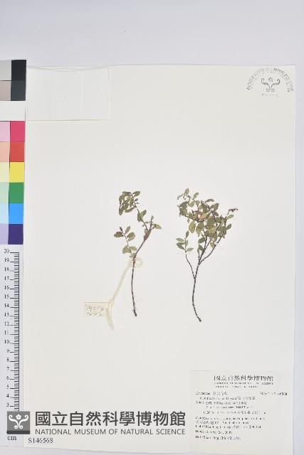 高山白珠樹藏品圖，第1張