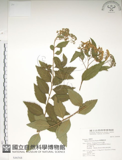 臺灣繡線菊藏品圖，第1張