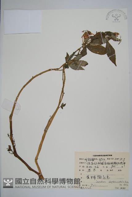 睫毛萼鳳仙花藏品圖，第1張