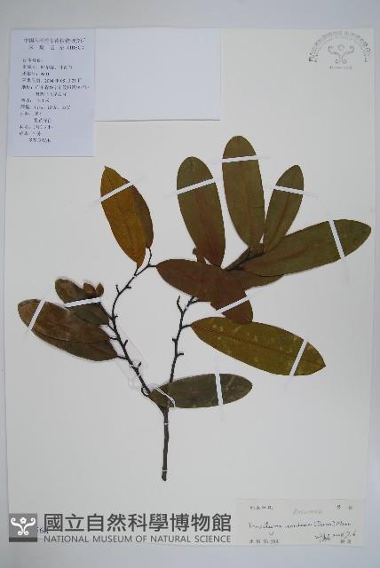 瓜馥木藏品圖，第1張