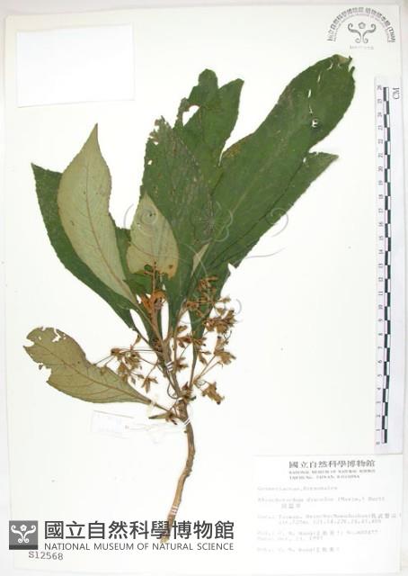 同蕊草、異色線柱苣苔藏品圖，第1張