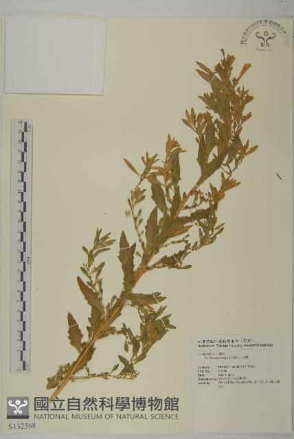 地膚、掃手草藏品圖，第1張