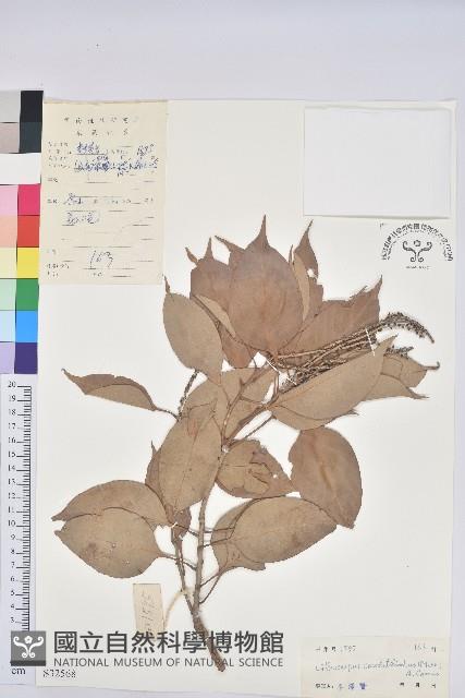 尾葉石櫟藏品圖，第1張