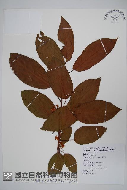 硬齒獼猴桃藏品圖，第1張