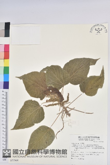 紅頭鐵莧、蘭嶼鐵莧藏品圖，第1張