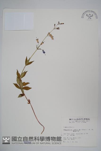 輪葉沙參藏品圖，第1張