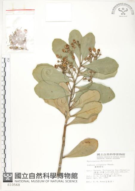 蘭嶼樹杞、蘭嶼紫金牛藏品圖，第1張