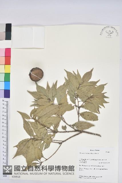 後大埔石櫟、煙斗柯藏品圖，第1張