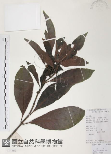 九節木、牛屎烏、青龍吐霧藏品圖，第1張