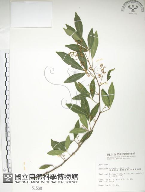 飛龍掌血藏品圖，第1張