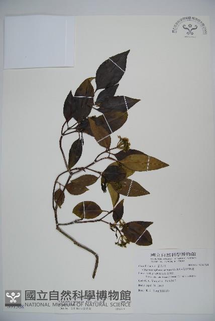 高山莢迷藏品圖，第1張