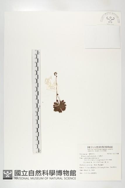 小毛氈苔藏品圖，第1張