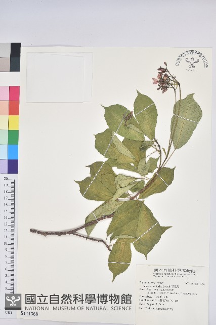 琴葉櫻藏品圖，第1張