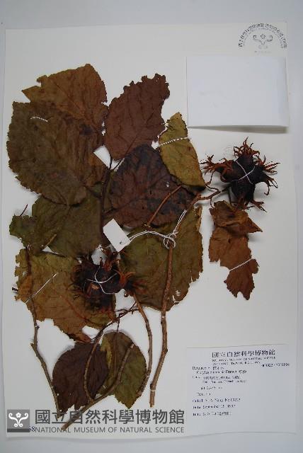 華榛藏品圖，第1張