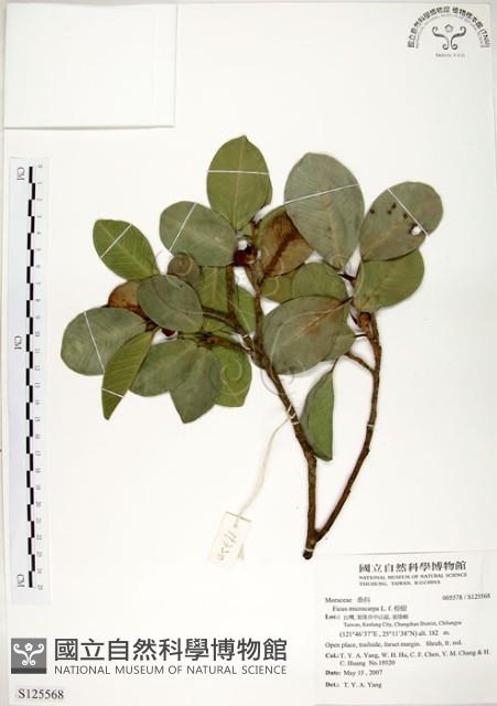 榕樹藏品圖，第1張