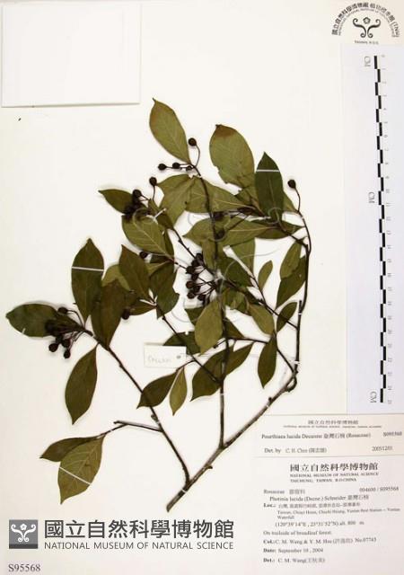 臺灣石楠藏品圖，第1張