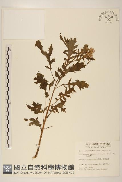 飛機草藏品圖，第1張