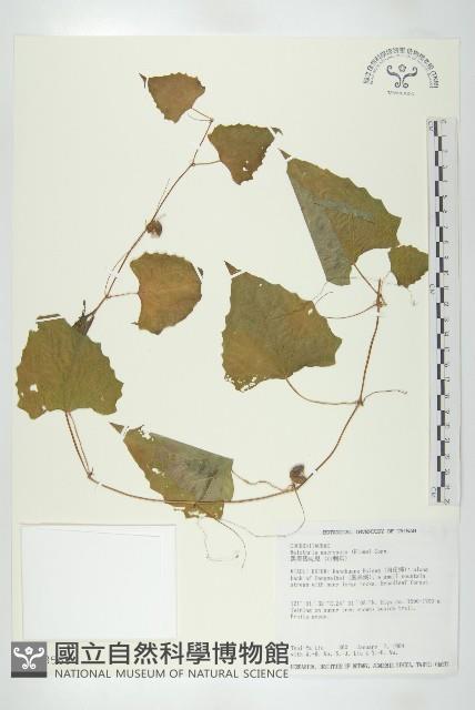 黑果馬交兒藏品圖，第1張