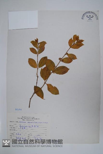 羊角藤、武靴藤藏品圖，第1張