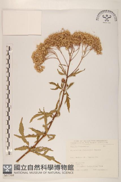 臺灣澤蘭藏品圖，第1張